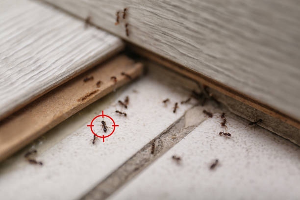 Best Spider Control Near Me  in Cherry Valley, CA