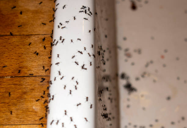 Best Emergency Pest Control  in Cherry Valley, CA